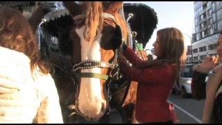 City Lights - Concord Pacific Horse-Drawn Carriage Tour City Lights - Concord Pacific Horse-Drawn Carriage Tour
