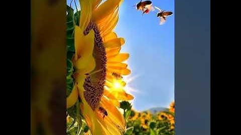 القارئ - الشيخ - حمزة المجالي - سورة السجدة - دماط