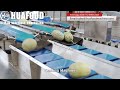 Turnkey Melon Fruits Weight Grading Machine With High Precision