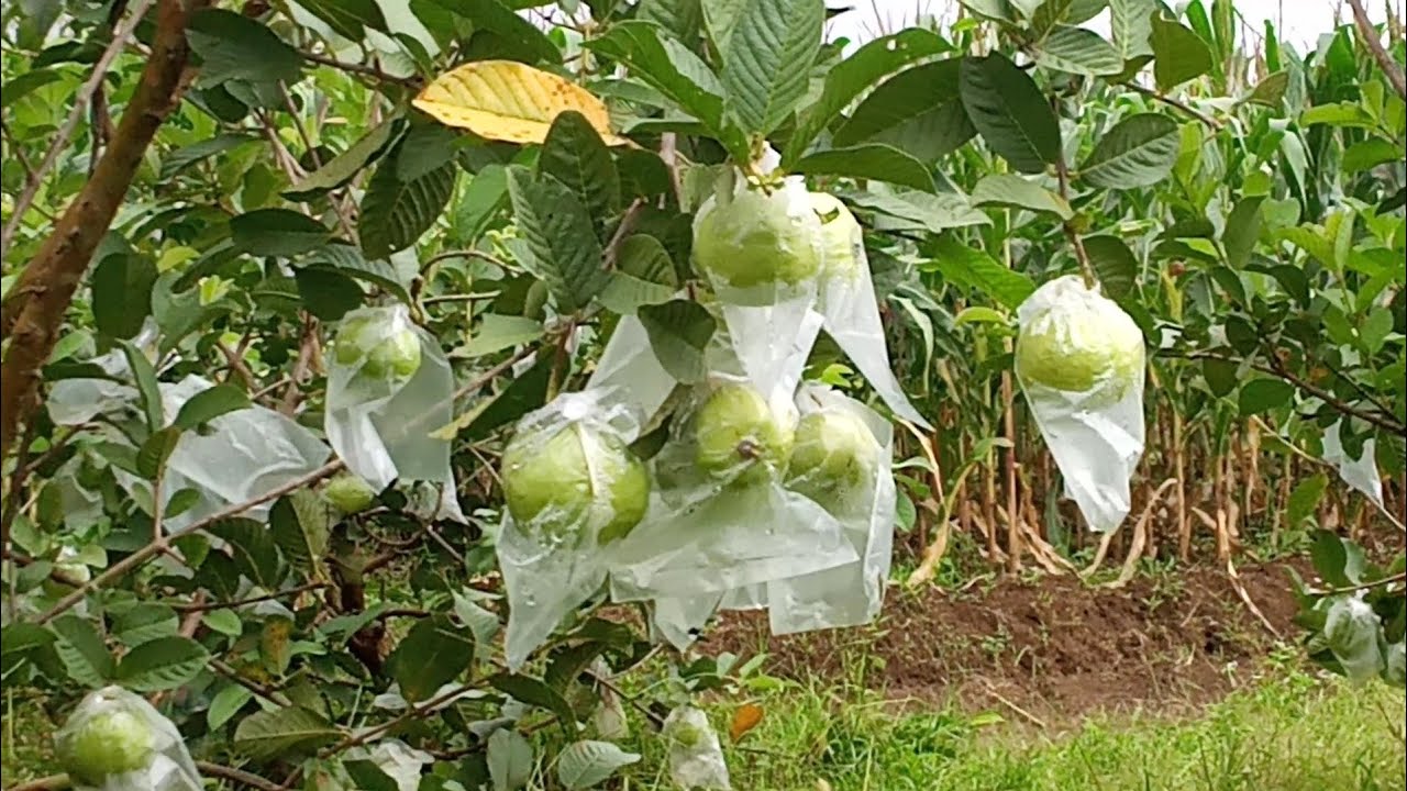 PULUHAN JUTA PERBULAN || HASIL BUDIDAYA || JAMBU KRISTAL |