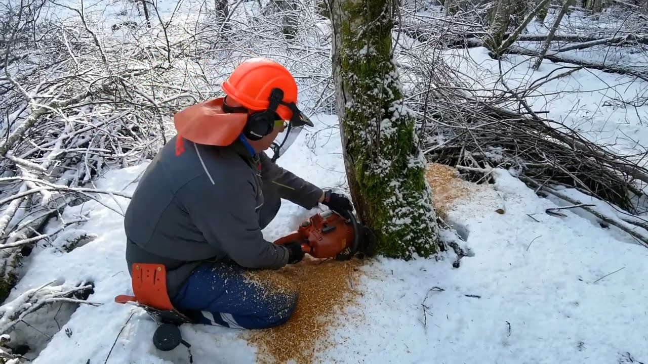 How to cut down trees - Husqvarna 351