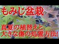 もみじ盆栽真夏の植替えと大きな傷の処置方法!