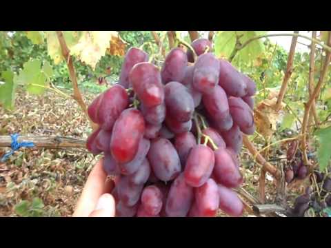 Виноград Ризамат 2015 (Панченко)