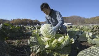札幌で育つ巨大キャベツ 伝統野菜、地元農協が保護