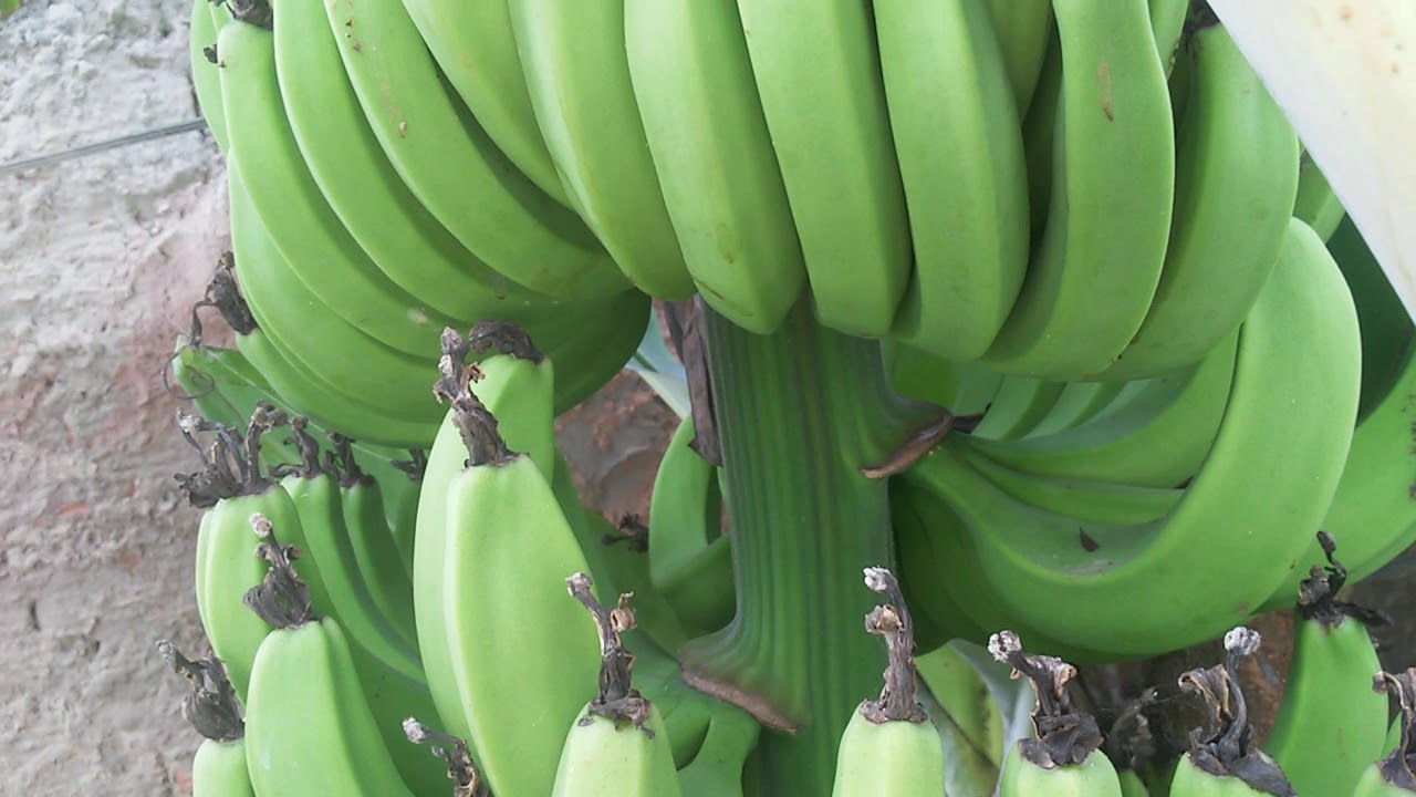 Essas são chamadas bananas d&rsquo;água! - YouTube