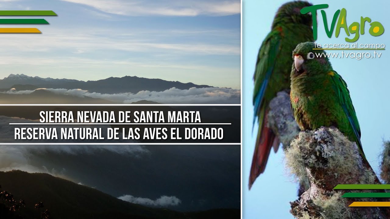 Sierra Nevada de Santa Marta: Reserva Natural de las Aves El Dorado - TvAgro por Juan Gonzalo Angel