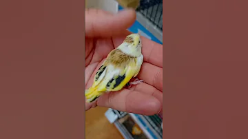 ماشاء الله ربي يبارك Birds طيور المقنين الحسون Birdsounds طفرات الحسون 