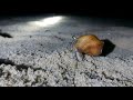 Funny hermit crabs  wild sri lanka  ceylon wild tales  animal planet  crabs