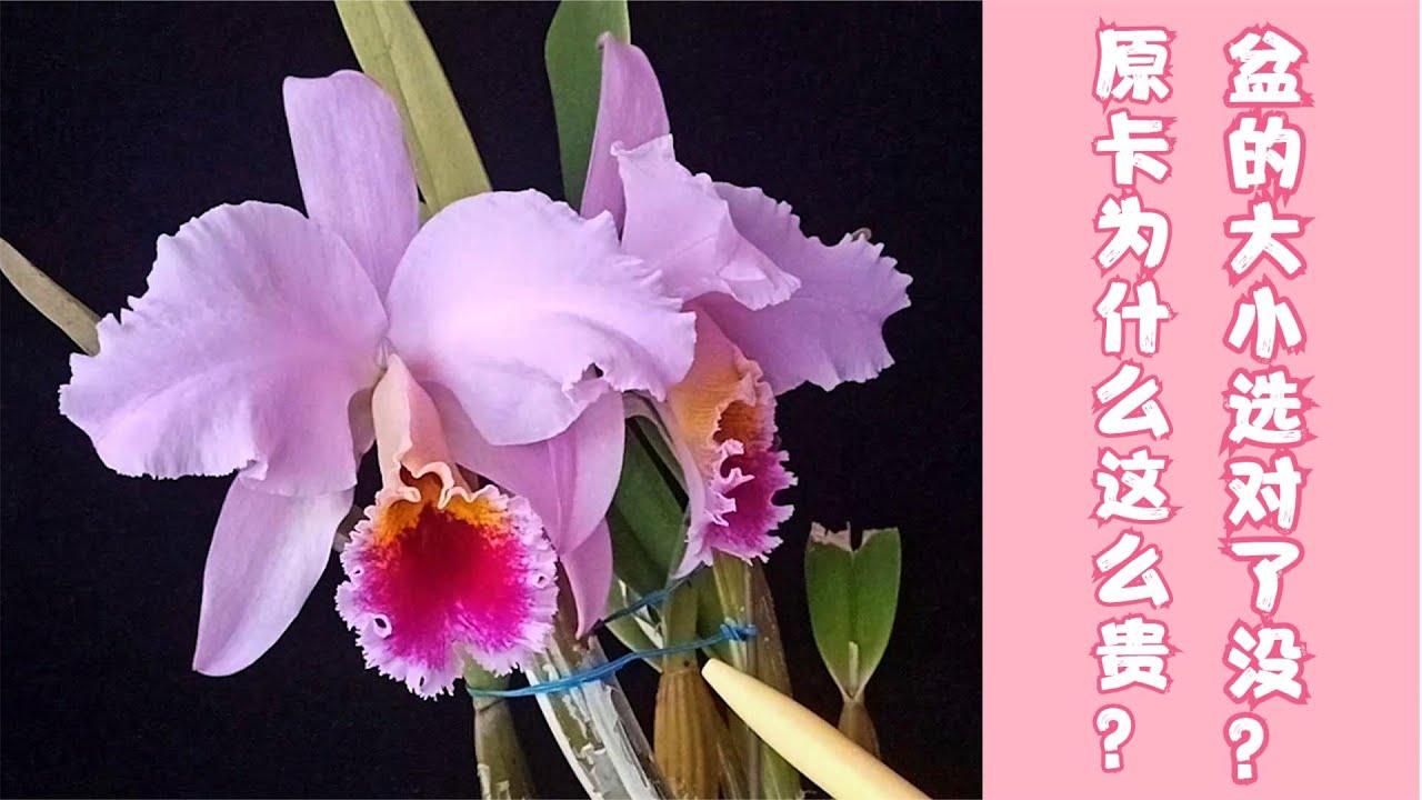 123 嘉德利亚兰种植知识分享：原生种卡特兰为什么这么贵？！您家洋兰的盆大小选对了吗？