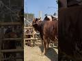 The three huge and attractive bulls of the market, a black, spiky bull gleaming in the sun. #bull