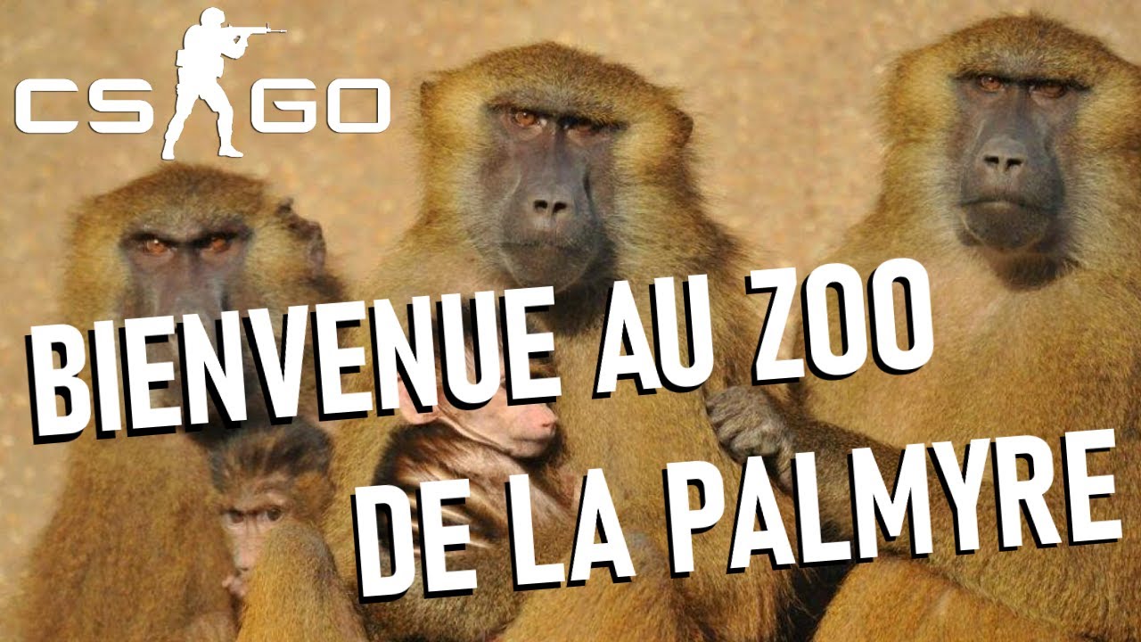 Zoo Counter Strike , Ranking The 10 Best Counter-Strike: Global ...