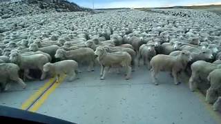 Flock of Sheep Blocks the Road