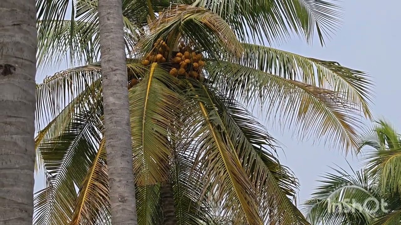 638) தென்னந்தோப்பு 4 ஏக்கர் செம்மண் பூமி தோட்டம் விற்பனைக்கு 