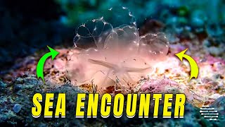 Elegant Butterfly Cyerce Nudibranch Filmed Up-Close