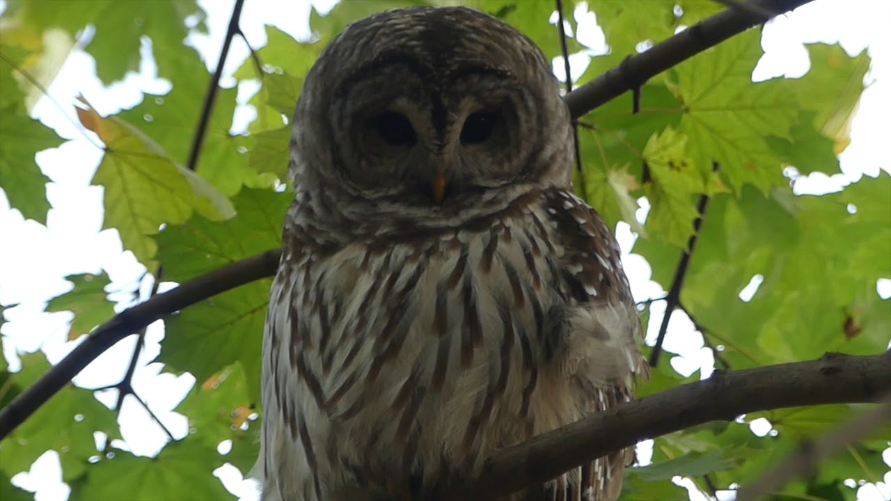 ニューヨークでは今 フクロウが話題に セントラルパークの人気者 アメリカフクロウのバリー Petite New York