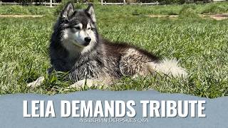 Siberian Derpskies Hidden Talent!?  - Patreon & Channel Member Q&A