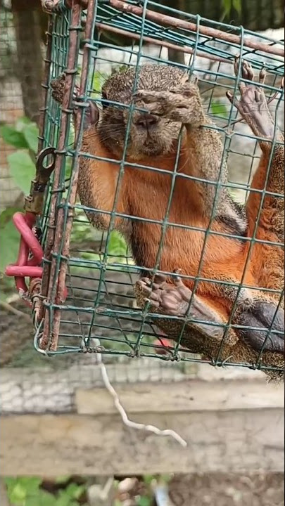 Tupai Kena Perangkap Tikus ll Jebakan tipai