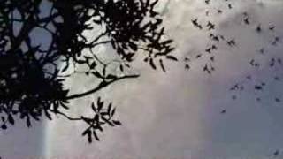 Watch Sopor Aeternus Im Garten Des Nichts a Secret Light In The Garden Of My Void video
