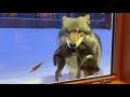 I saved a dying wolf pup. 2 weeks later, the security camera footage made me cry...