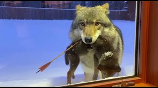 I Saved A Dying Wolf Pup. 2 Weeks Later, The Security Camera Footage Made Me Cry...