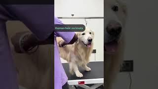 Wagtime Glow Ups Fresh, Fluffy And Fabulous