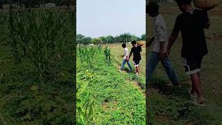 village 🛖 life su cute #ferming  vegitable