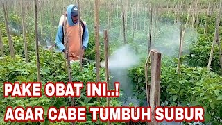 Cara perawatan cabe rawit di usia 2 bulan agar tanaman cabe anda sehat dan subur
