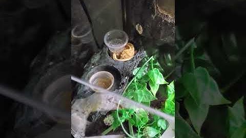 Crested Gecko Sleeping in His Food Ledge