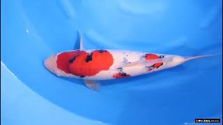 Download Lagu SA V25 102037 MP3