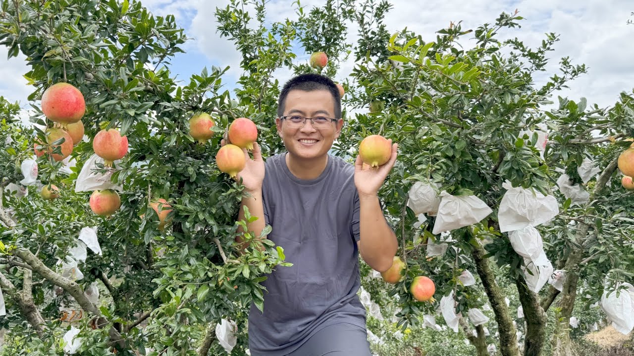 去年卖了20000多斤的软籽石榴，渔夫赶到产地做准备，不料来太早了