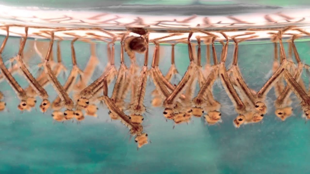 hedwigepolder call for action