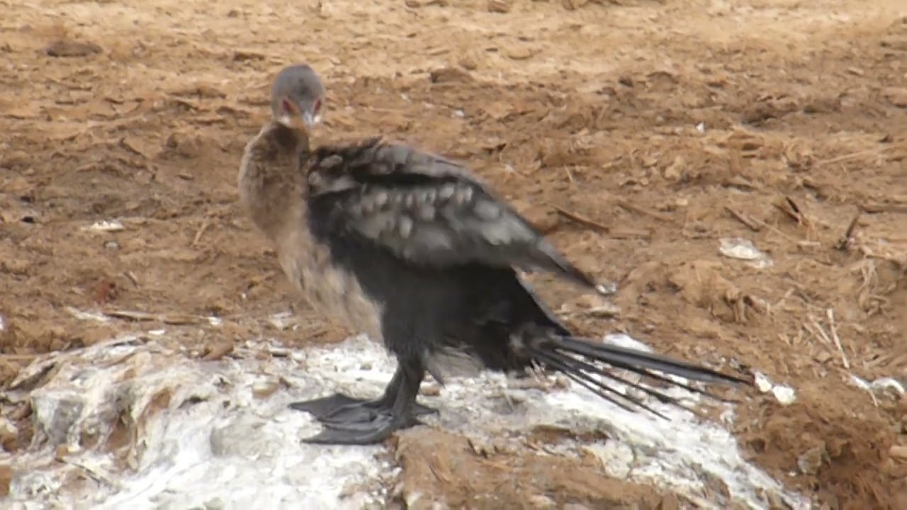 Long-tailed Cormorant, Microcarbo a. africanus, Ross Béthio, Senegal, 23 Febr 2020 (1/3)