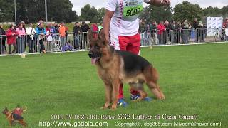 2015 SV-BSZS(JKL Rüden) SG2 Luther di Casa Caputi