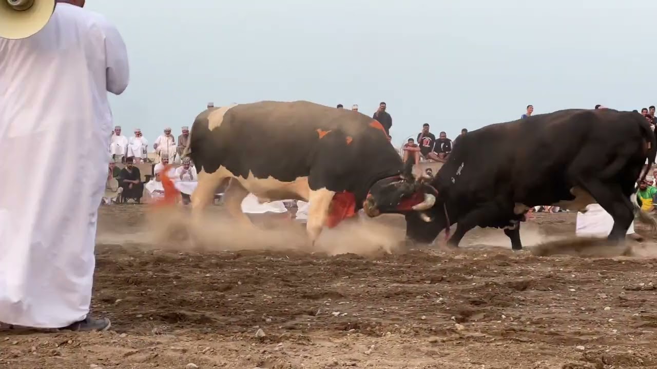 المارد الهنائي - مصيح قروب الموت 