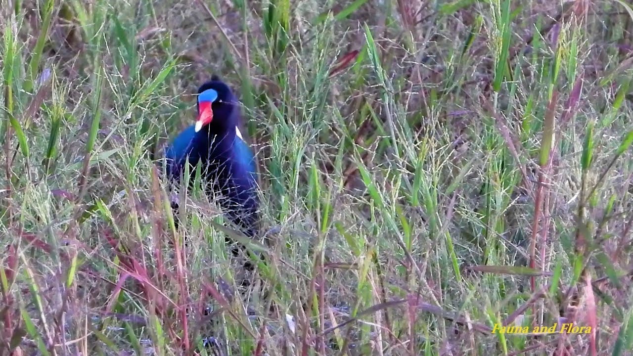 Purple Gallinule camouflaged among the bushes of the pond, Porphyrio