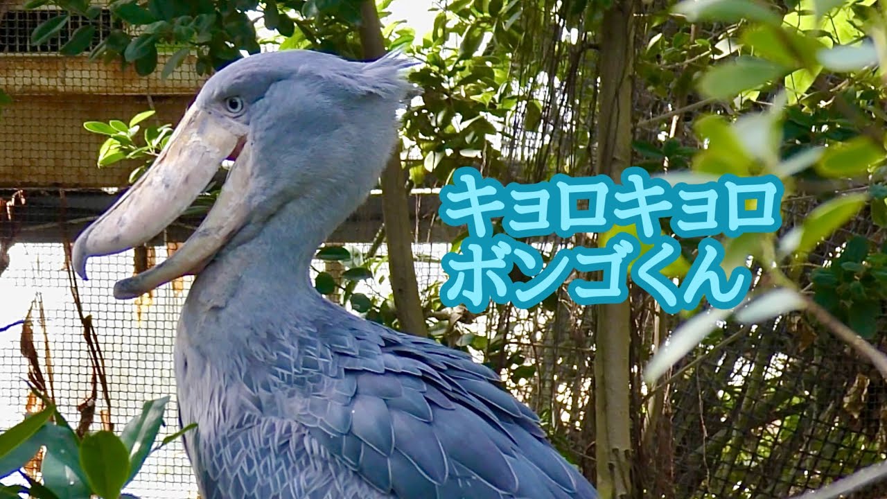 ハシビロコウ　ボンゴくん　キョロキョロしています【神戸どうぶつ王国】Shoebill Bongo-kun Kobe Animal Kingdom 