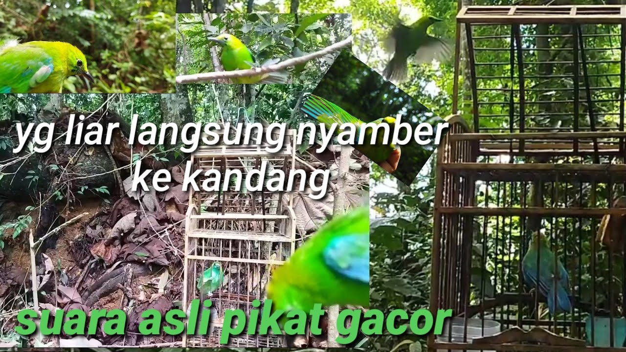 suara asli cucak ranting gacor gak lama yg liar langsung datang nyamber ke kandang, masih trotolan
