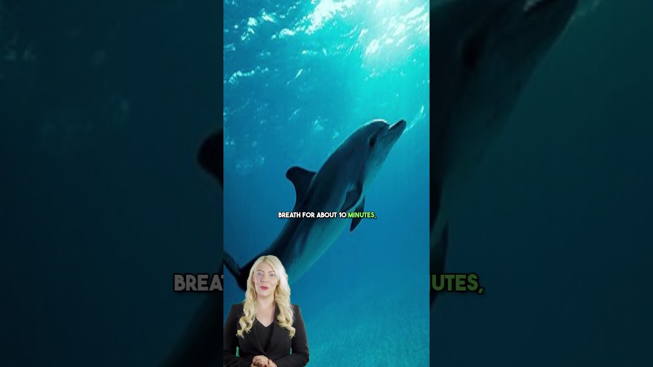 Sloths vs. Dolphins: Who Wins Underwater? 🦥🌊