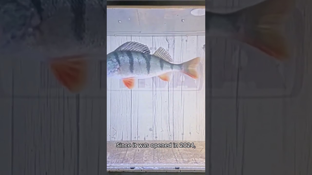 Why Sweden built a tunnel for fish