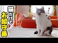 猫だけで一晩お留守番してもらったら意外と自由に満喫していました