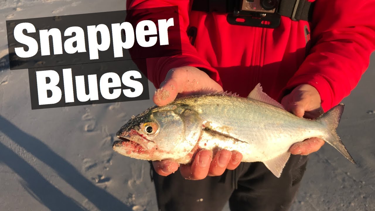 Fishing for BLUES During MULLET RUN 2019 ( Surprising Catch!! )