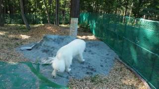 【グレートピレニーズ/greatpyrenees】ドッグラン