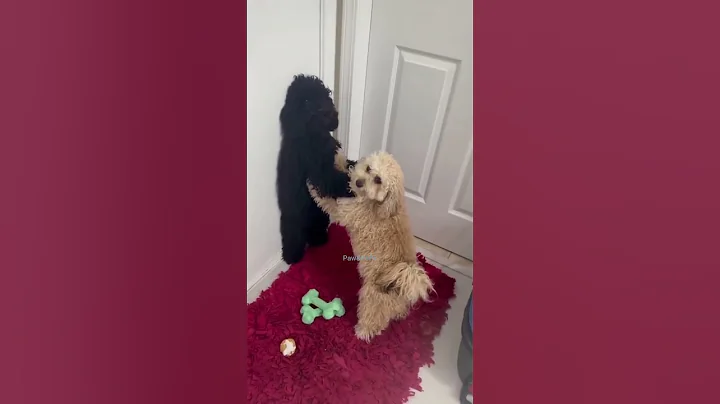 Video 10769741: dog cat laugh cute, laugh cats dogs funny