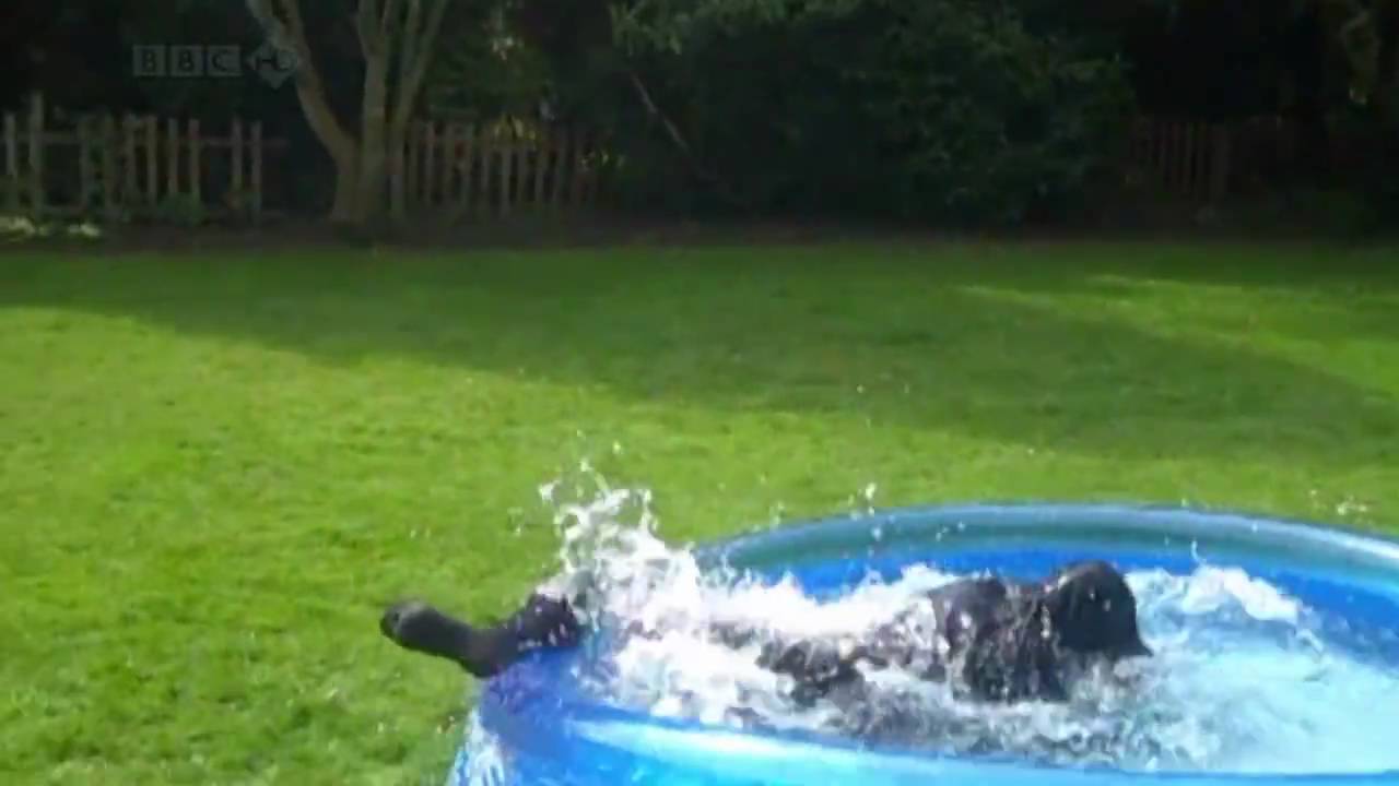 NEW Shooting Stars - You've been filmed [HD]