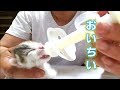 子猫赤ちゃん保護 ミルクが上手に飲めるようになりました