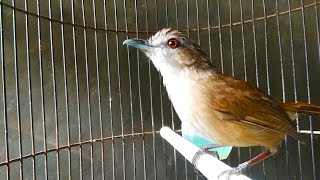 Suara burung pelanduk semak agar emosi dan cepat bunyi, Pancingan burung pelanduk semak