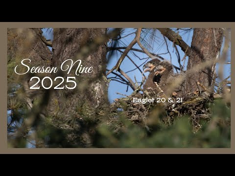 Season Nine Bald eagle family 2025