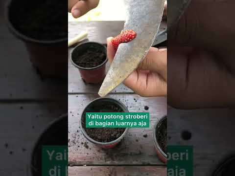 Video: Cara menanam strawberi daripada biji: petua untuk tukang kebun pemula