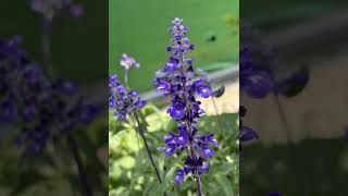 소원 - Soprano Saxophone 연주 2025-06-13 녹음본
