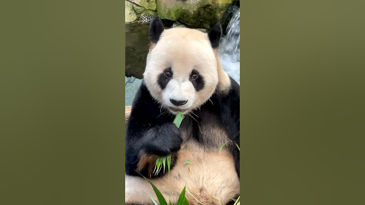러바오의 맑고 순수한 눈👀이 너무 좋아요 #asmr#Lebao#樂寶#panda #푸바오 에 이어 쌍둥이딸  예쁜부인 #아이바오 까지 다가진 남자 #러바오 모든몸짓은 유니크 #판다